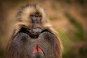 158 Simien Mountains, gelada